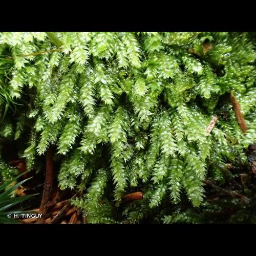<i>Pseudotaxiphyllum elegans</i> (Brid.) Z.Iwats., 1987 &copy; H. TINGUY