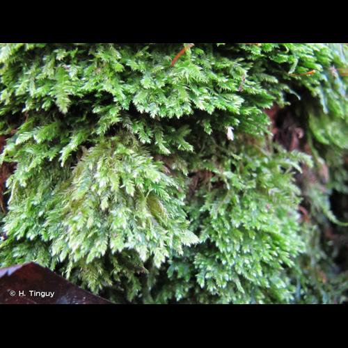 <i>Taxiphyllum wissgrillii</i> (Garov.) Wijk & Margad., 1960 © H. Tinguy