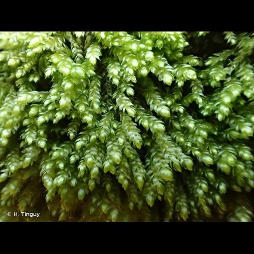 <i>Plagiothecium cavifolium</i> (Brid.) Z.Iwats., 1970 © H. Tinguy