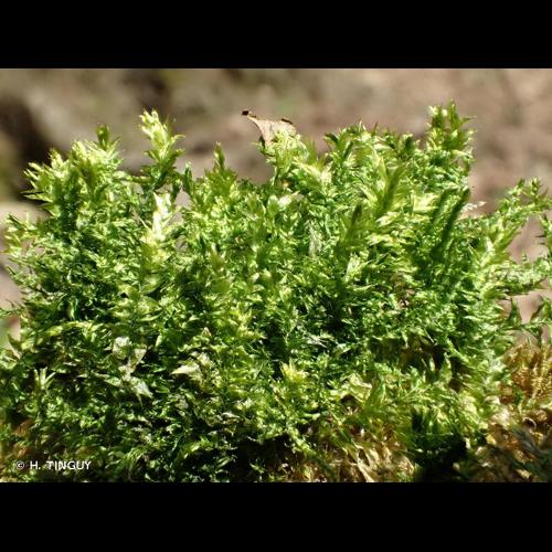 <i>Plagiothecium denticulatum</i> (Hedw.) Schimp., 1851 © H. TINGUY