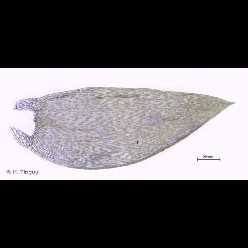 <i>Plagiothecium laetum</i> Schimp., 1851 &copy; H. Tinguy