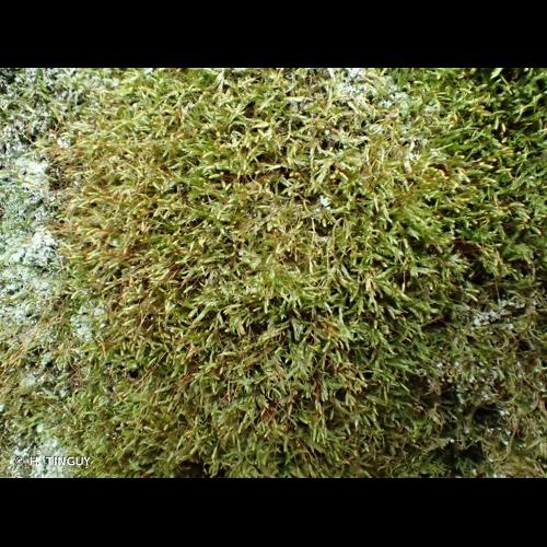 <i>Plagiothecium piliferum</i> (Sw.) Schimp., 1851 © H. TINGUY