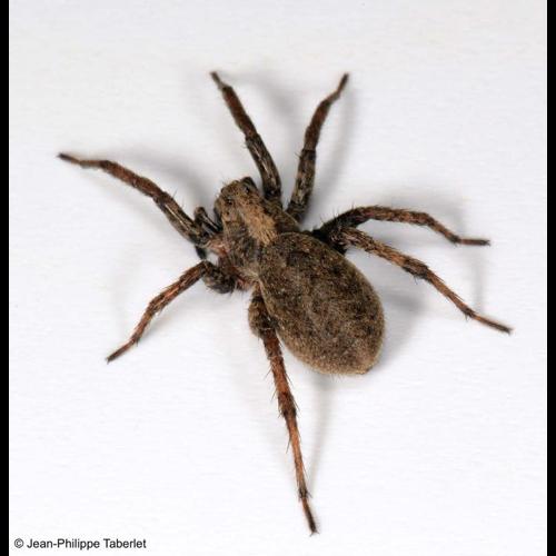 <i>Alopecosa albofasciata</i> (Brullé, 1832) © NULL