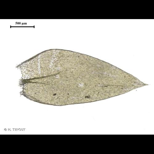 <i>Plagiothecium succulentum</i> (Wilson) Lindb., 1865 &copy; H. TINGUY
