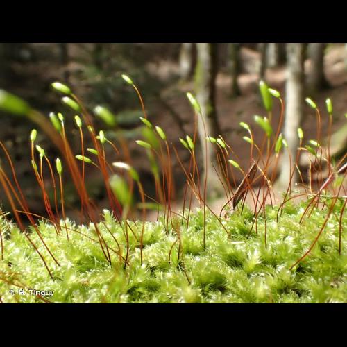 <i>Herzogiella seligeri</i> (Brid.) Z.Iwats., 1970 © H. Tinguy