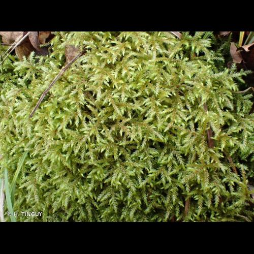 <i>Loeskeobryum brevirostre</i> (Brid.) M.Fleisch., 1925 © H. TINGUY