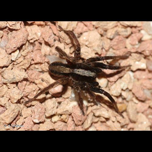 <i>Alopecosa pulverulenta</i> (Clerck, 1758) &copy; S. Déjean