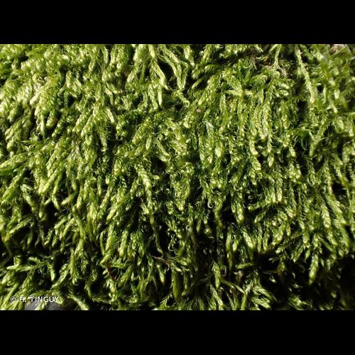 <i>Hypnum andoi</i> A.J.E.Sm., 1981 © H. TINGUY