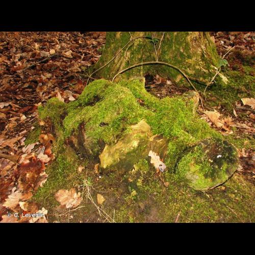 <i>Hypnum cupressiforme</i> Hedw., 1801 &copy; G. Leveslin