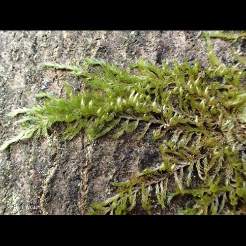 <i>Hypnum resupinatum</i> Taylor, 1849 © H. TINGUY