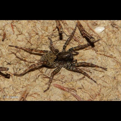 <i>Arctosa leopardus</i> (Sundevall, 1833) © N. Henon