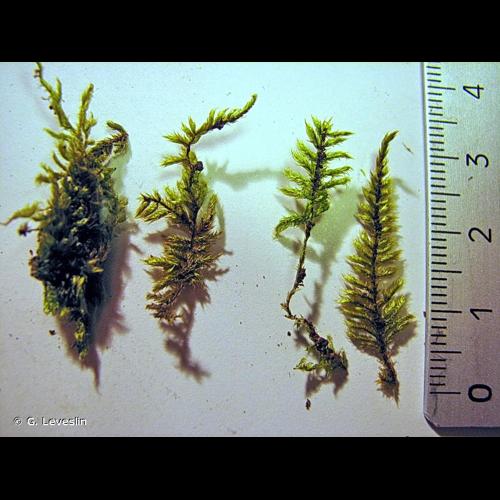 <i>Hypnum jutlandicum</i> Holmen & E.Warncke, 1969 &copy; G. Leveslin