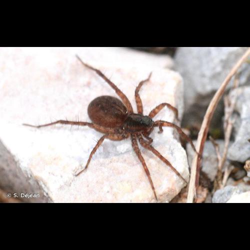 <i>Pardosa pullata</i> (Clerck, 1758) © S. Déjean