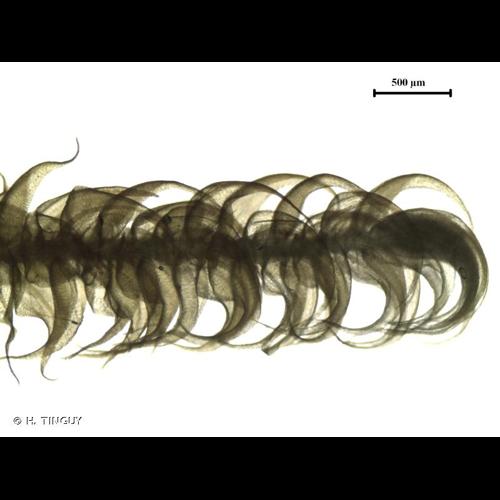 <i>Palustriella decipiens</i> (De Not.) Ochyra, 1989 © H. TINGUY