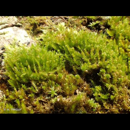 <i>Platygyrium repens</i> (Brid.) Schimp., 1851 © H. TINGUY
