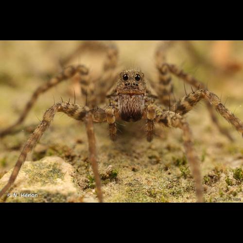 <i>Pardosa amentata</i> (Clerck, 1758) © N. Henon