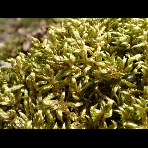 <i>Pleurozium schreberi</i> (Willd. ex Brid.) Mitt., 1869 &copy; H. TINGUY