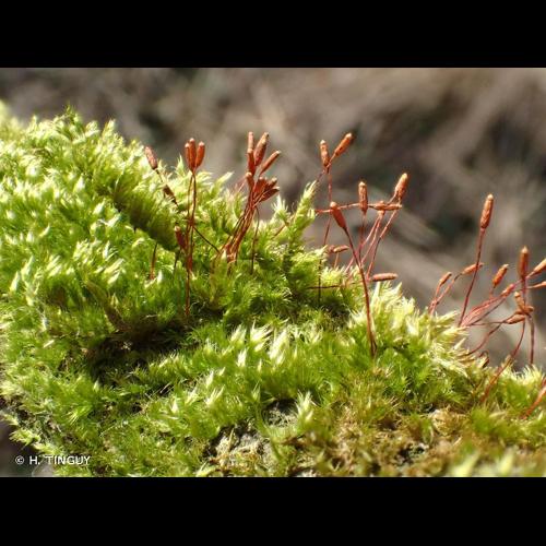 <i>Pylaisia polyantha</i> (Hedw.) Schimp., 1851 © H. TINGUY