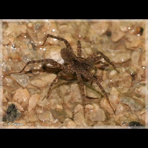 <i>Pardosa hortensis</i> (Thorell, 1872) © S. Déjean