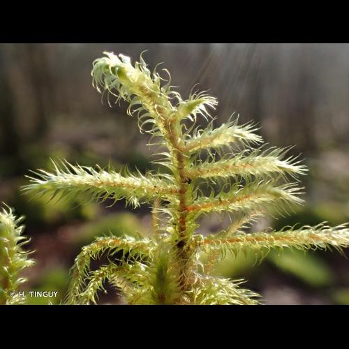 <i>Rhytidiadelphus loreus</i> (Hedw.) Warnst., 1906 &copy; H. TINGUY