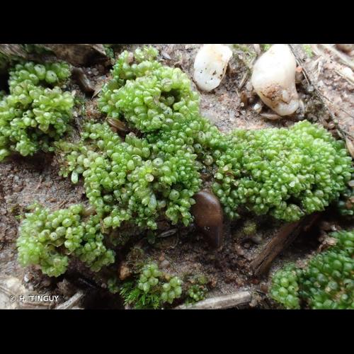 <i>Sphaerocarpos texanus</i> Austin, 1877 © H. TINGUY