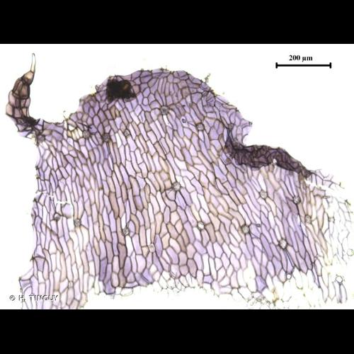 <i>Asterella lindenbergiana</i> (Corda ex Nees) Lindb. ex Arnell, 1892 © H. TINGUY