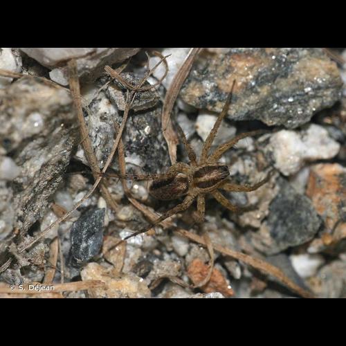 <i>Pardosa agrestis</i> (Westring, 1861) &copy; S. Déjean