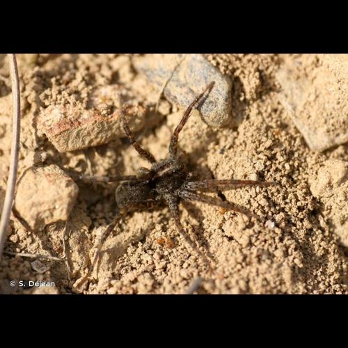 <i>Pardosa proxima</i> (C.L. Koch, 1847) © S. Déjean