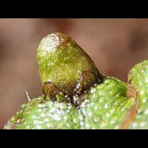 <i>Conocephalum conicum</i> (L.) Dumort., 1822 &copy; H. TINGUY