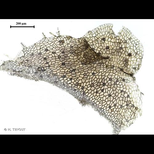<i>Lunularia cruciata</i> (L.) Dumort. ex Lindb., 1868 © H. TINGUY