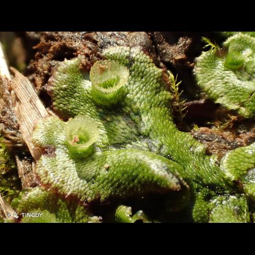<i>Marchantia polymorpha</i> L., 1753 © H. TINGUY