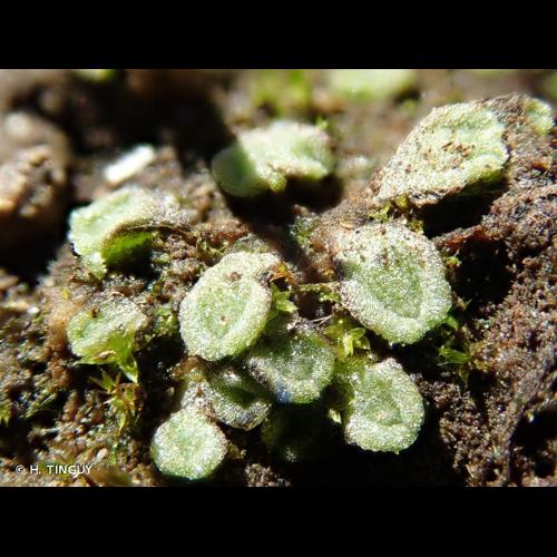 <i>Riccia beyrichiana</i> Hampe, 1838 © H. TINGUY