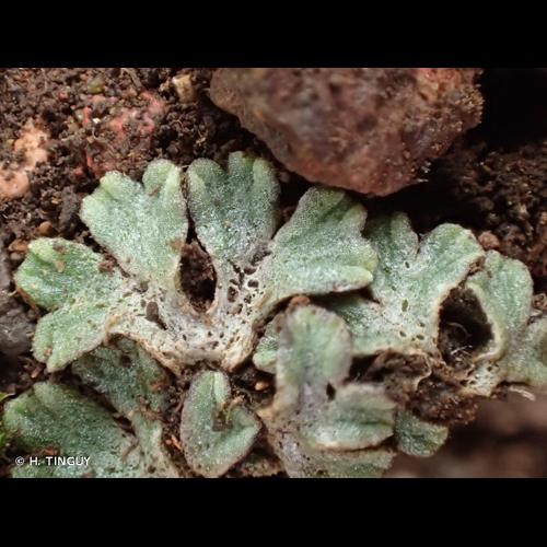 <i>Riccia bifurca</i> Hoffm., 1795 © H. TINGUY