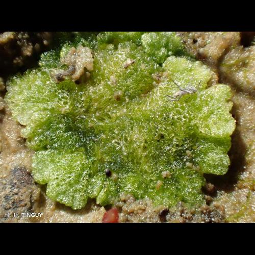 <i>Riccia cavernosa</i> Hoffm., 1796 © H. TINGUY