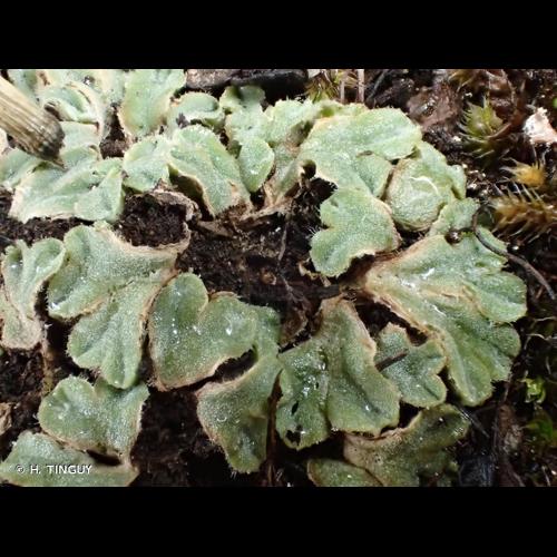 <i>Riccia ciliifera</i> Link ex Lindenb. © H. TINGUY