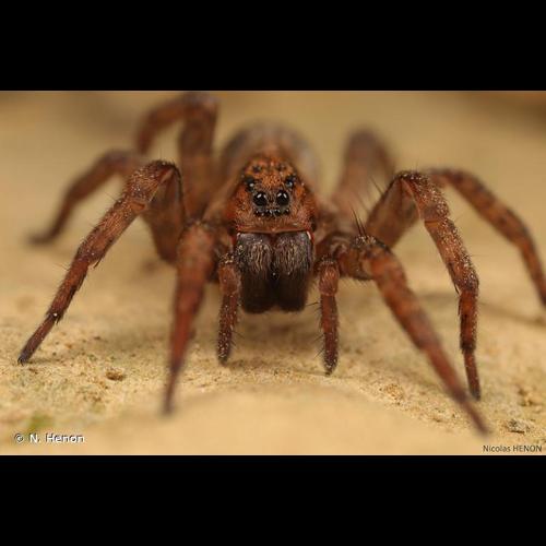 <i>Trochosa terricola</i> Thorell, 1856 © N. Henon