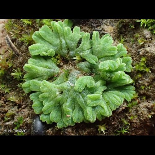 <i>Riccia glauca</i> L., 1753 © H. TINGUY