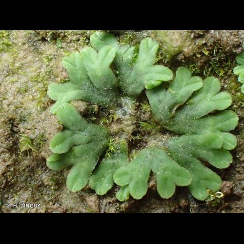 <i>Riccia sorocarpa</i> Bisch., 1835 © H. TINGUY
