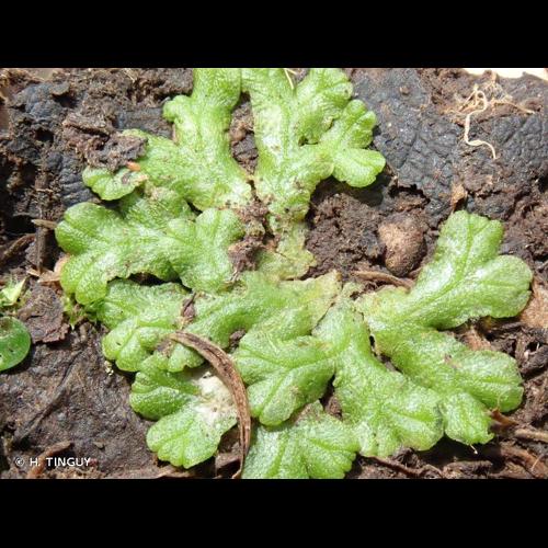 <i>Ricciocarpos natans</i> (L.) Corda, 1829 © H. TINGUY