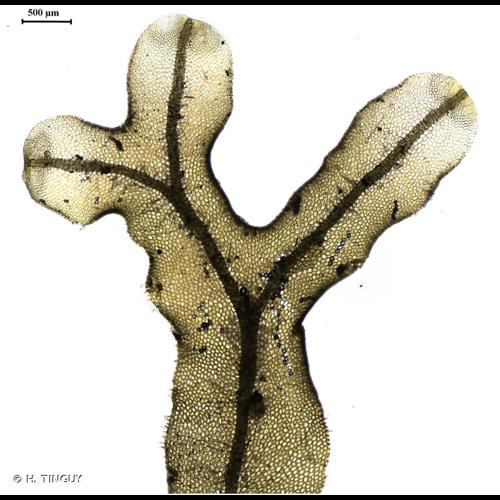 <i>Metzgeria conjugata</i> Lindb., 1875 © H. TINGUY