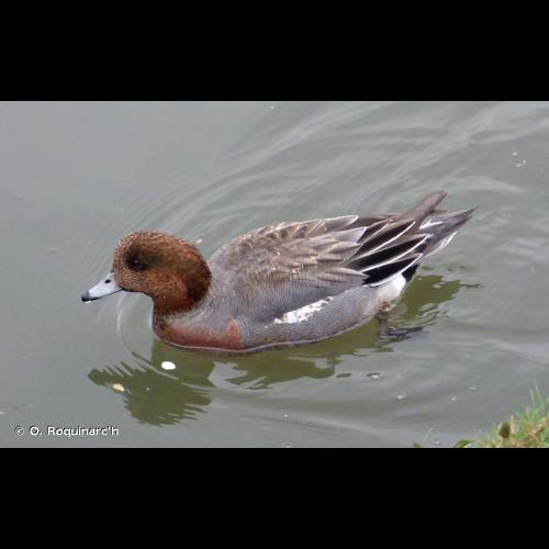 <i>Mareca penelope</i> (Linnaeus, 1758) © O. Roquinarc'h