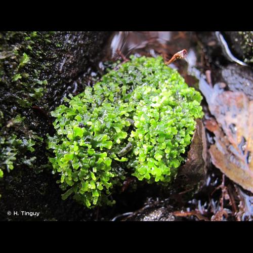 <i>Riccardia chamedryfolia</i> (With.) Grolle, 1969 © H. Tinguy