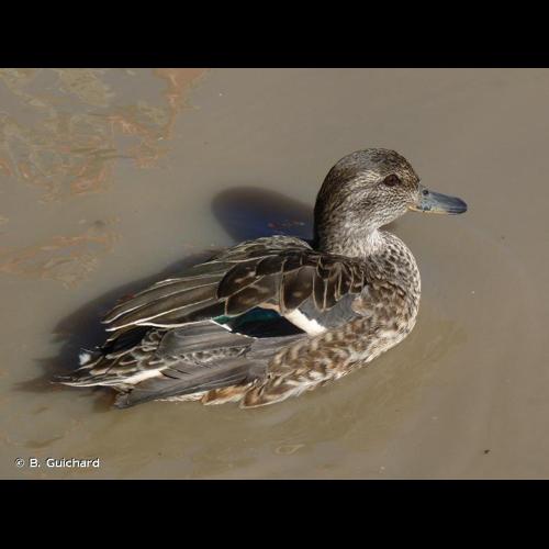 <i>Anas crecca</i> Linnaeus, 1758 © B. Guichard