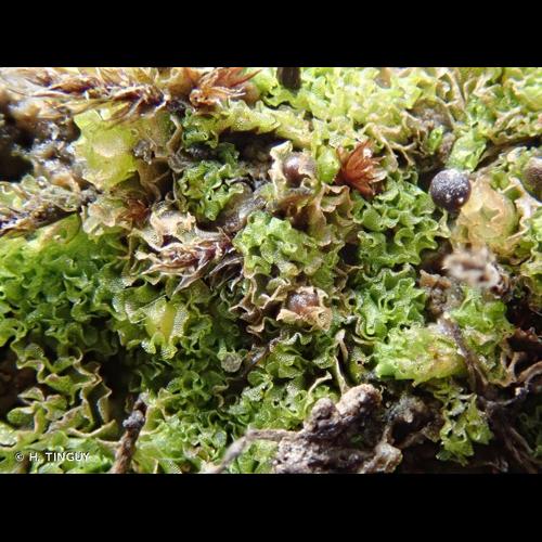 <i>Fossombronia foveolata</i> Lindb., 1874 © H. TINGUY