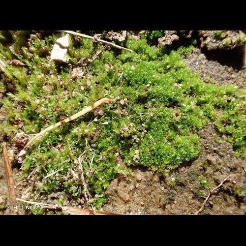 <i>Fossombronia wondraczekii</i> (Corda) Dumort. ex Lindb., 1873 © H. TINGUY