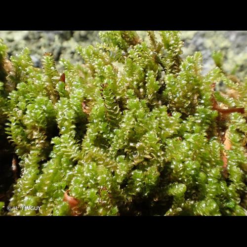 <i>Anastrepta orcadensis</i> (Hook.) Schiffn., 1893 © H. TINGUY