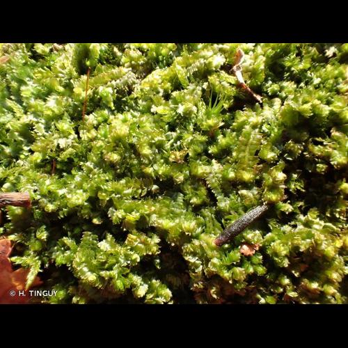 <i>Barbilophozia barbata</i> (Schmidel ex Schreb.) Loeske, 1907 © H. TINGUY