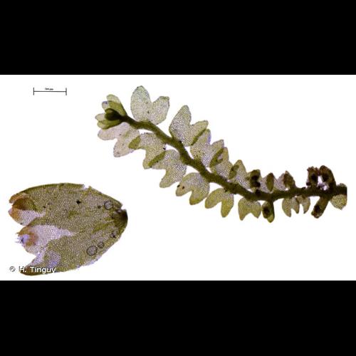 <i>Gymnocolea inflata</i> (Huds.) Dumort., 1835 © H. Tinguy