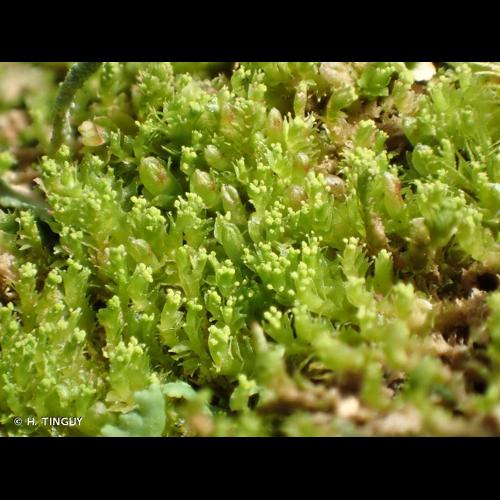 <i>Lophozia ascendens</i> (Warnst.) R.M.Schust., 1952 © H. TINGUY