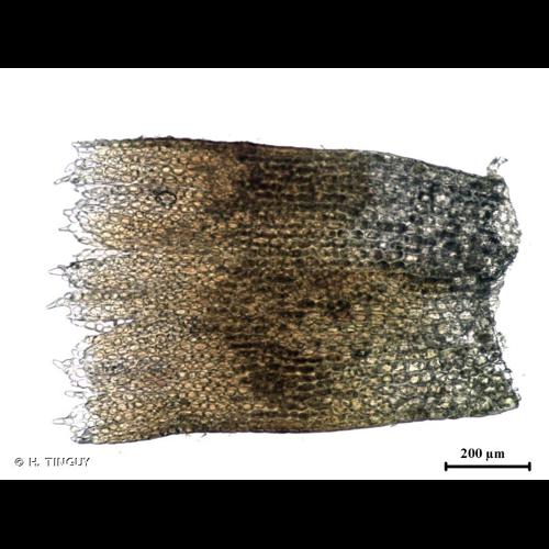 <i>Isopaches bicrenatus</i> (Schmidel ex Hoffm.) H.Buch. © H. TINGUY